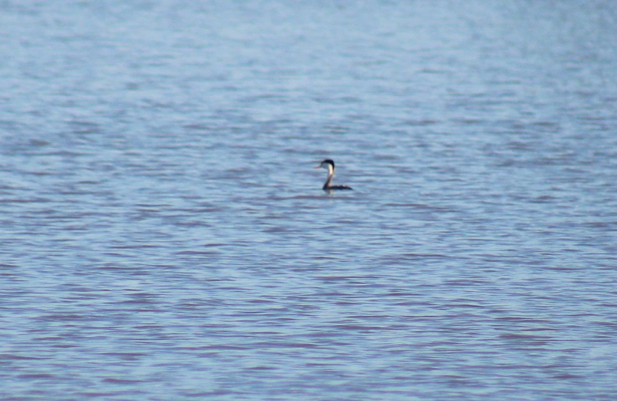Clark's Grebe - ML626390752