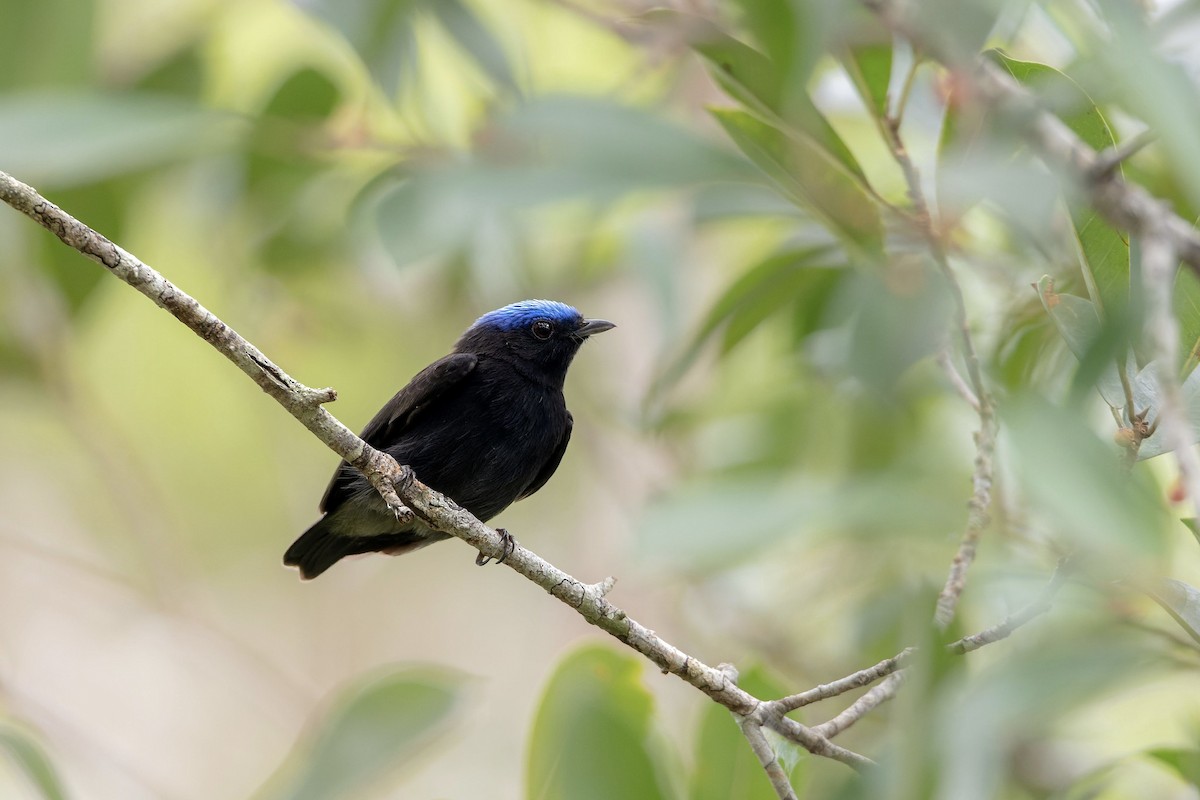 Blue-capped Manakin - ML626390756