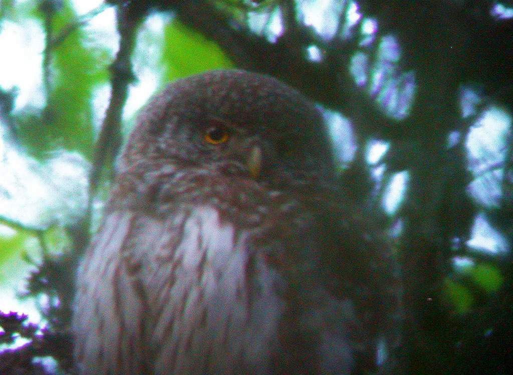 Eurasian Pygmy-Owl - ML626390763