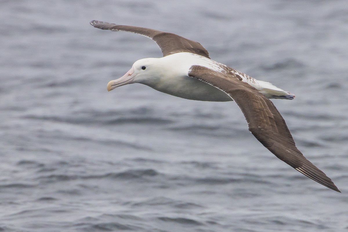 Northern Royal Albatross - ML626390835