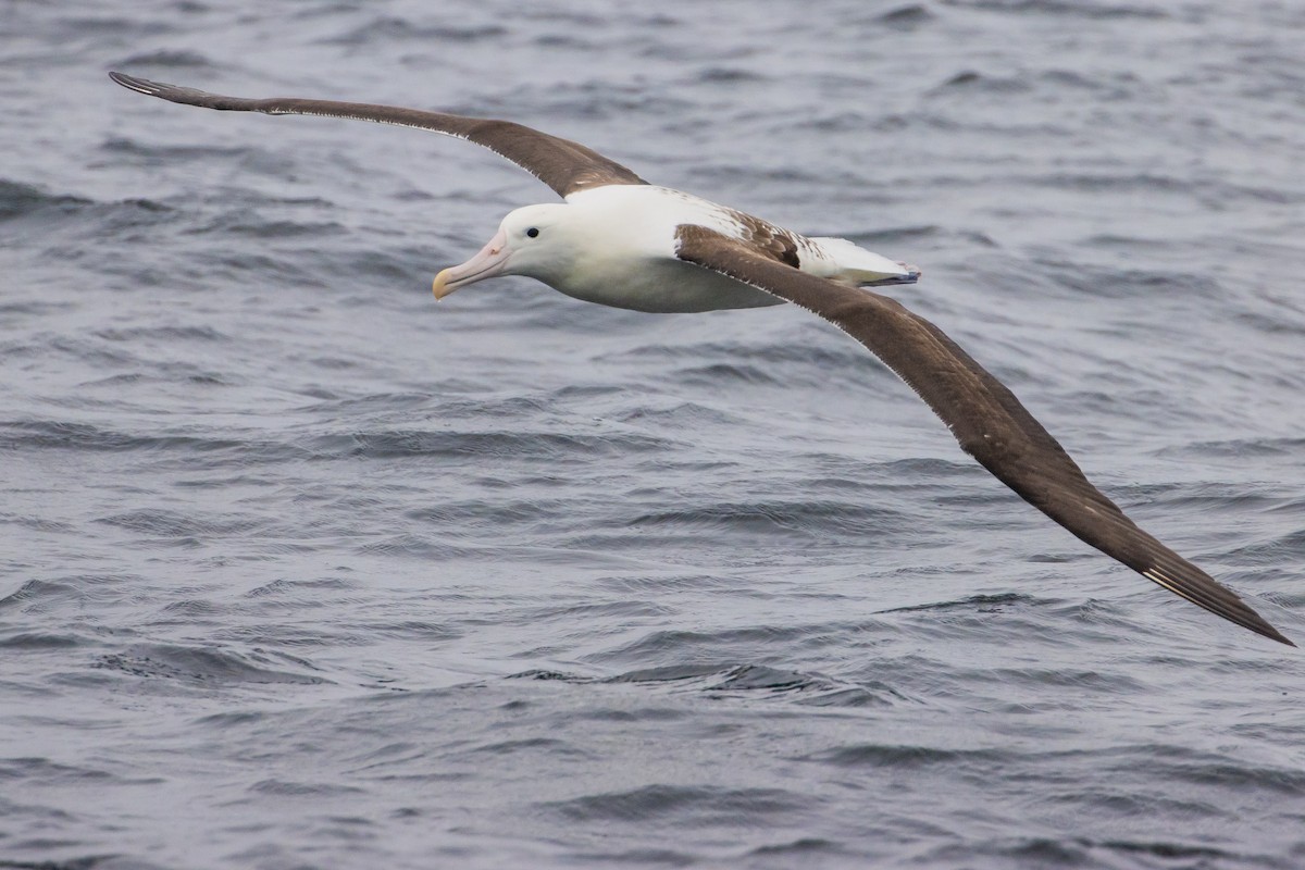 Northern Royal Albatross - ML626390836