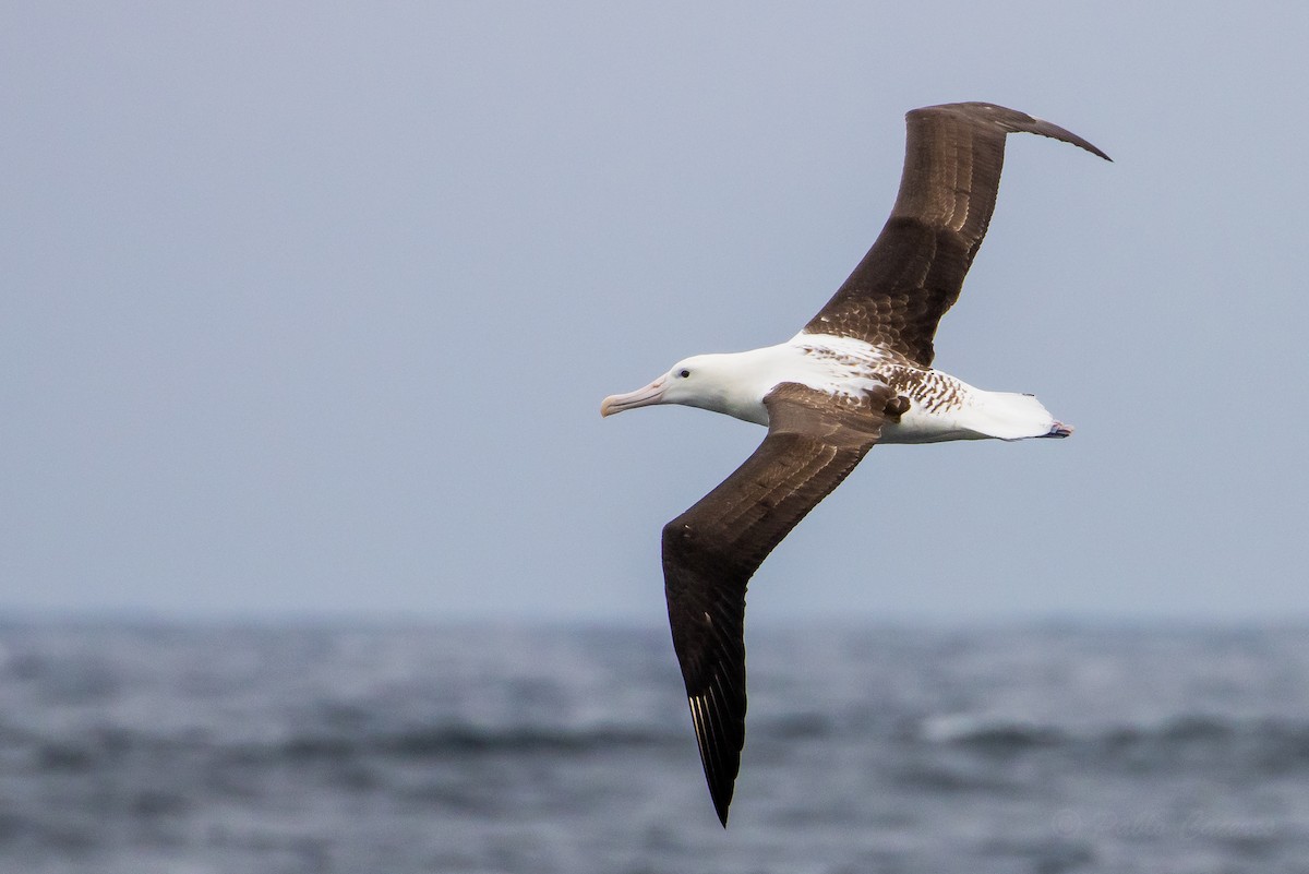 Northern Royal Albatross - ML626390873