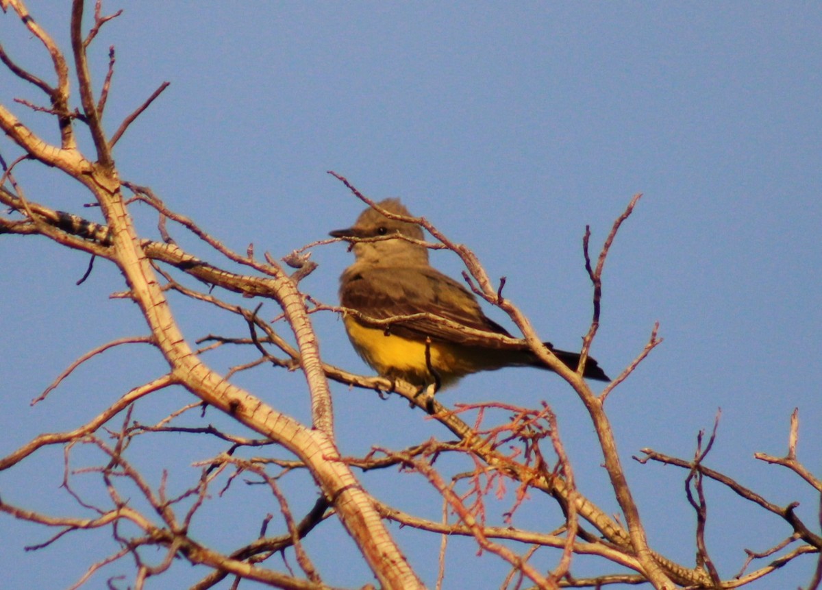 Western Kingbird - ML626390896