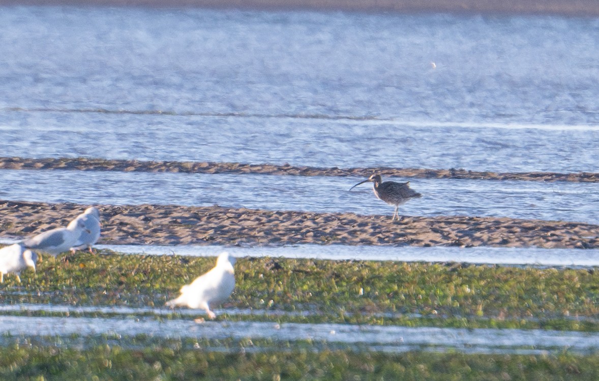 Eurasian Curlew - ML626390912