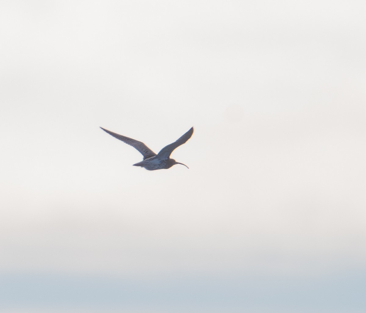 Eurasian Curlew - ML626390913