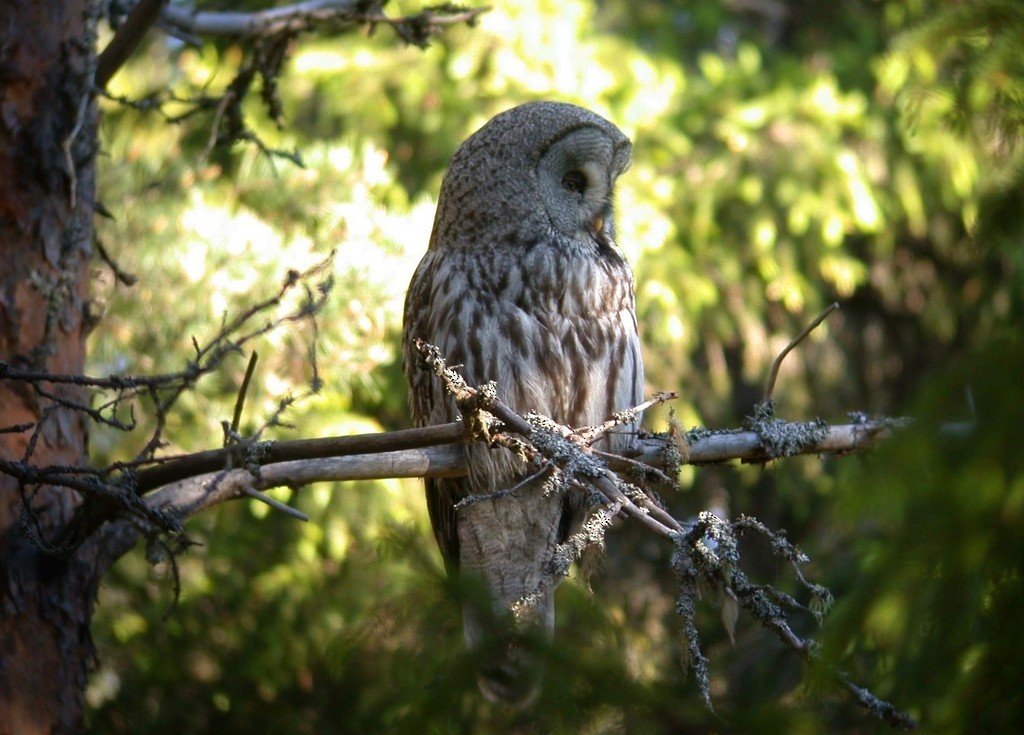 Great Gray Owl - ML626391014