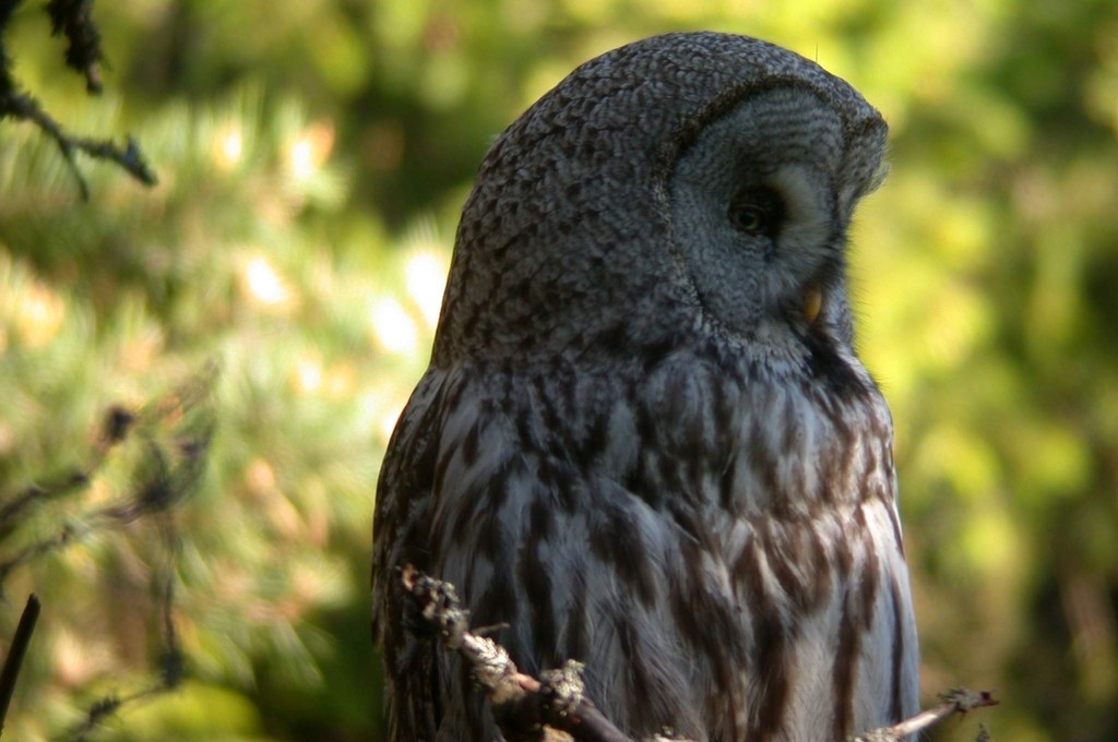 Great Gray Owl - ML626391024