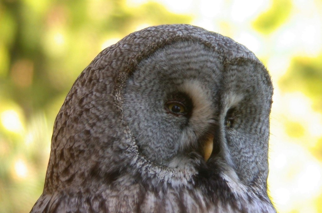 Great Gray Owl - ML626391025