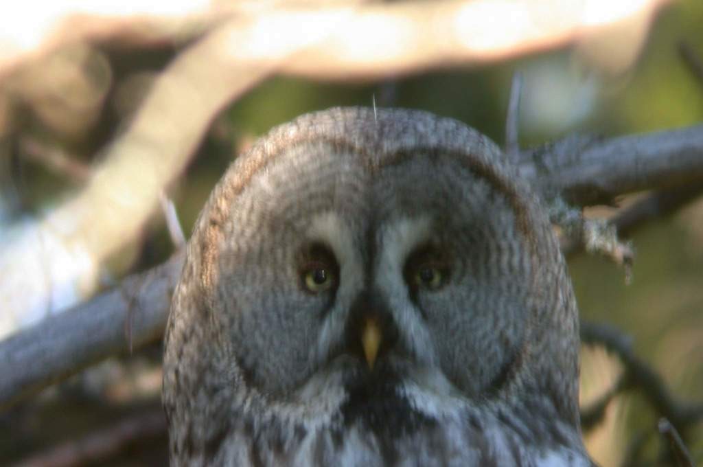 Great Gray Owl - ML626391026