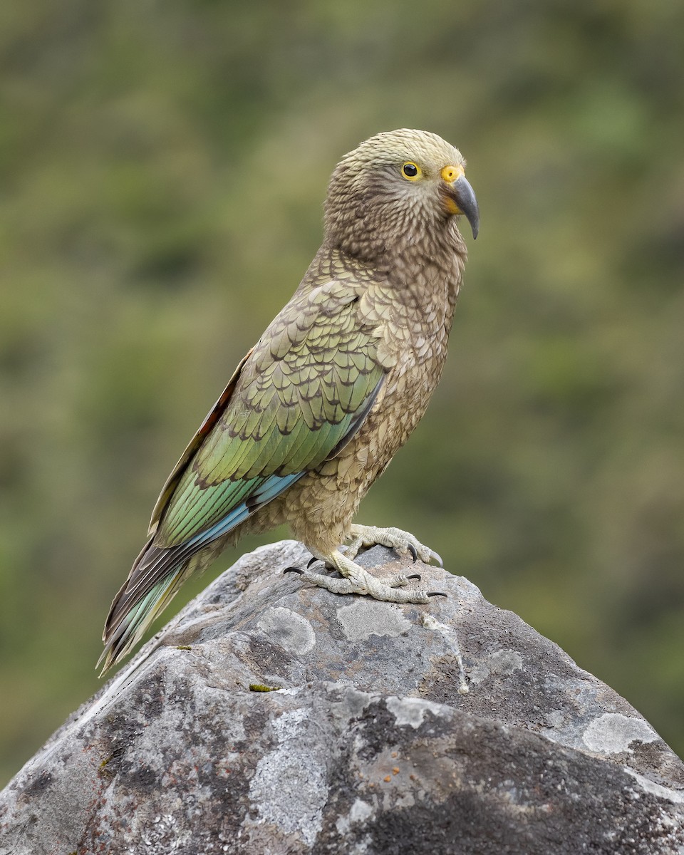 Kea - ML626391103