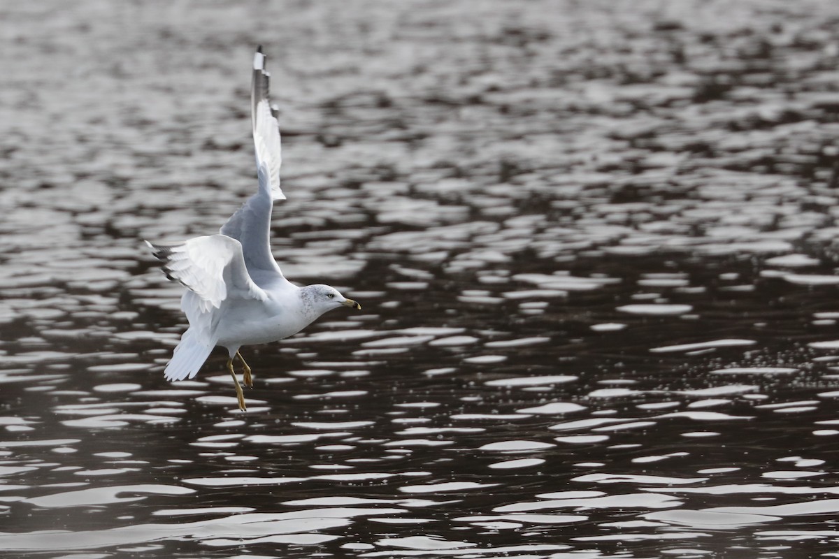 Ring-billed Gull - ML626391127