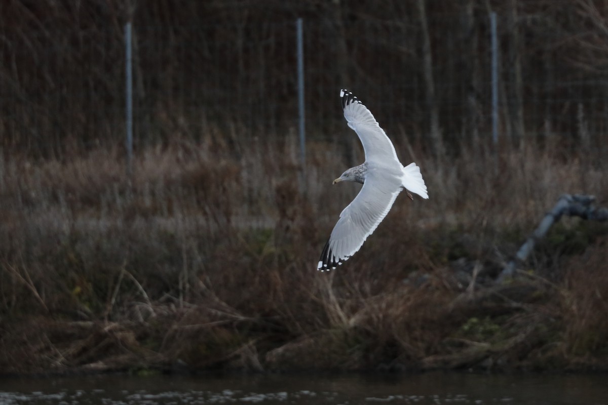 American Herring Gull - ML626391136