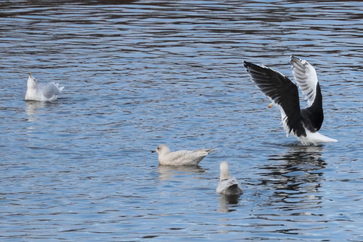 Great Black-backed Gull - ML626391148