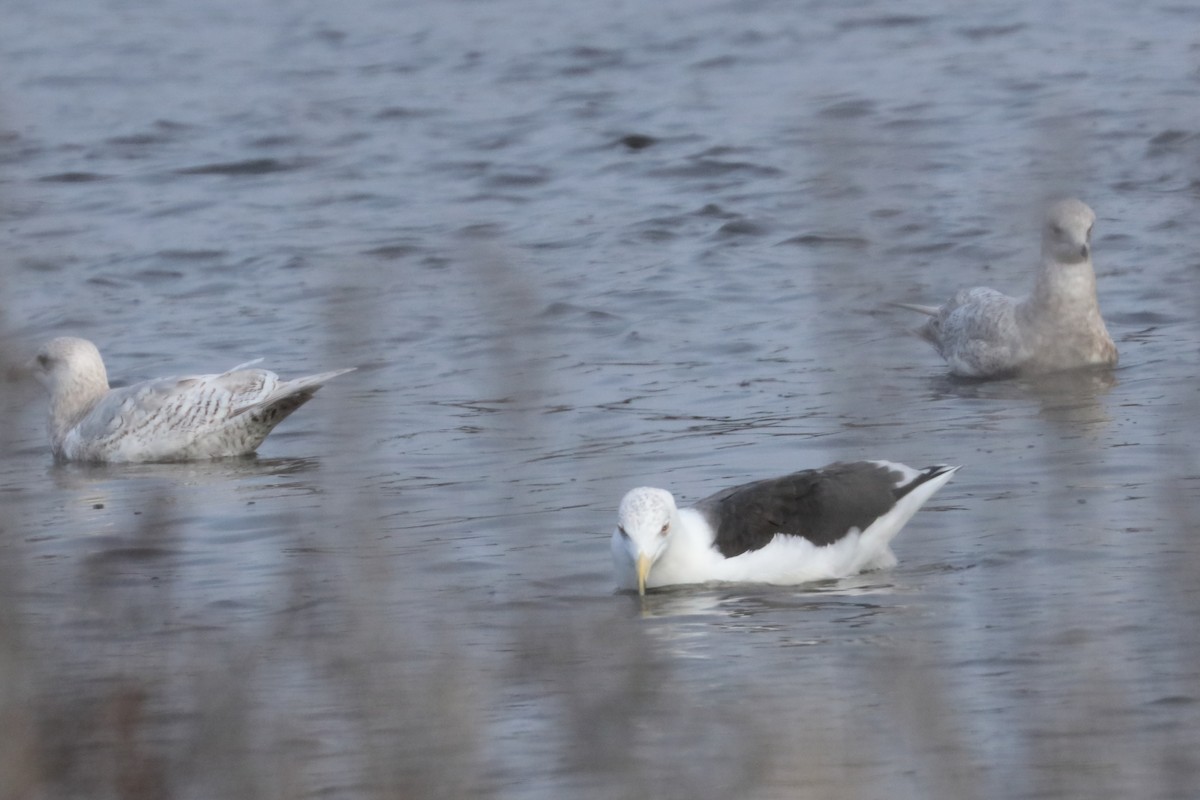 Great Black-backed Gull - ML626391150