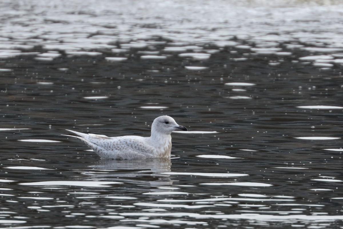 Iceland Gull - ML626391201