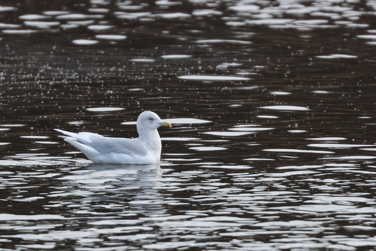 Iceland Gull - ML626391205