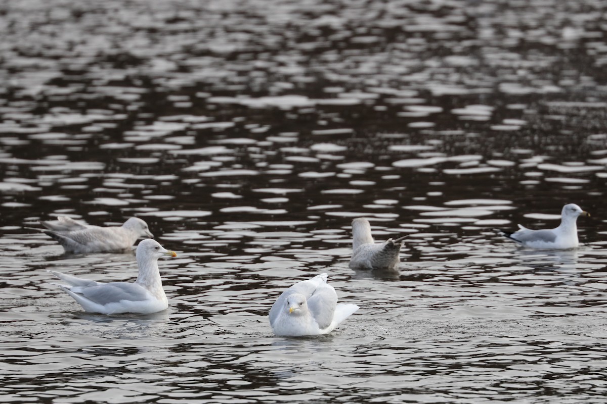 Iceland Gull - ML626391216