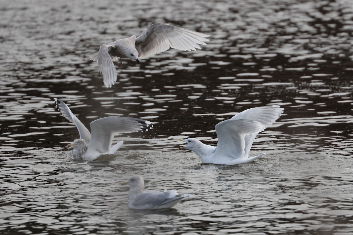 Iceland Gull - ML626391217