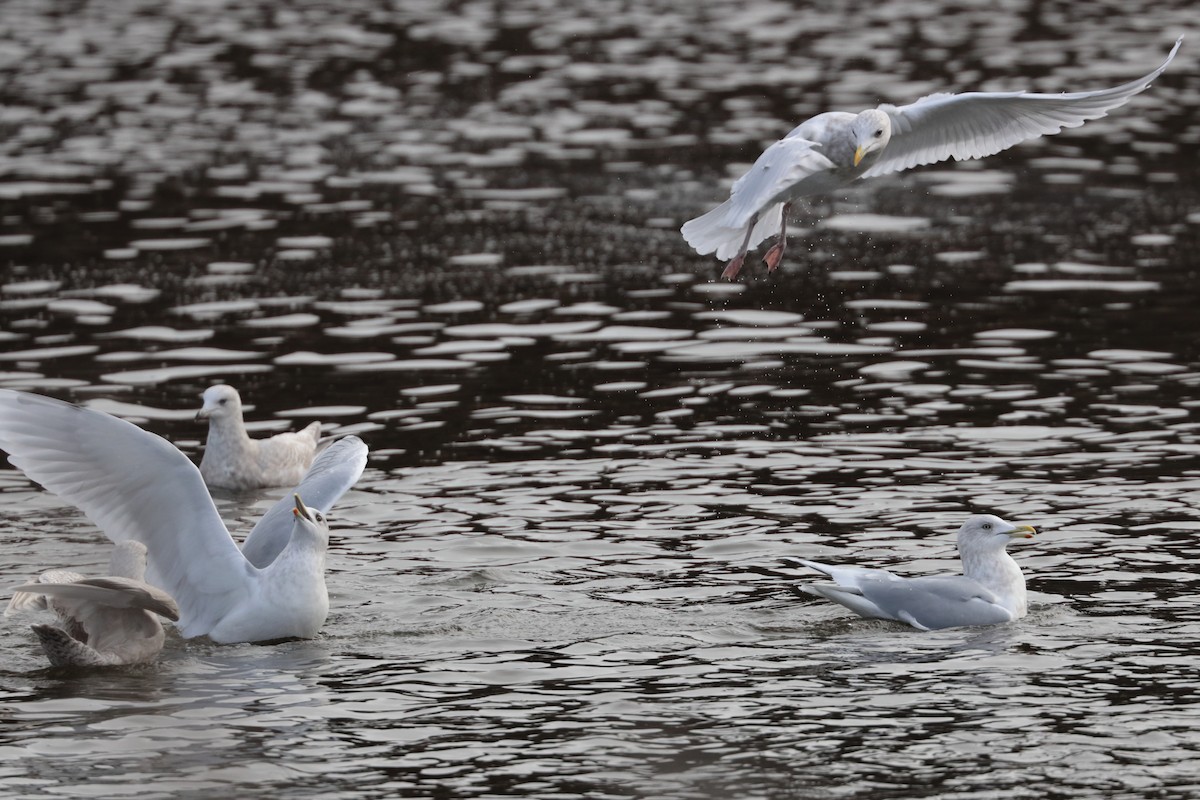 Iceland Gull - ML626391219