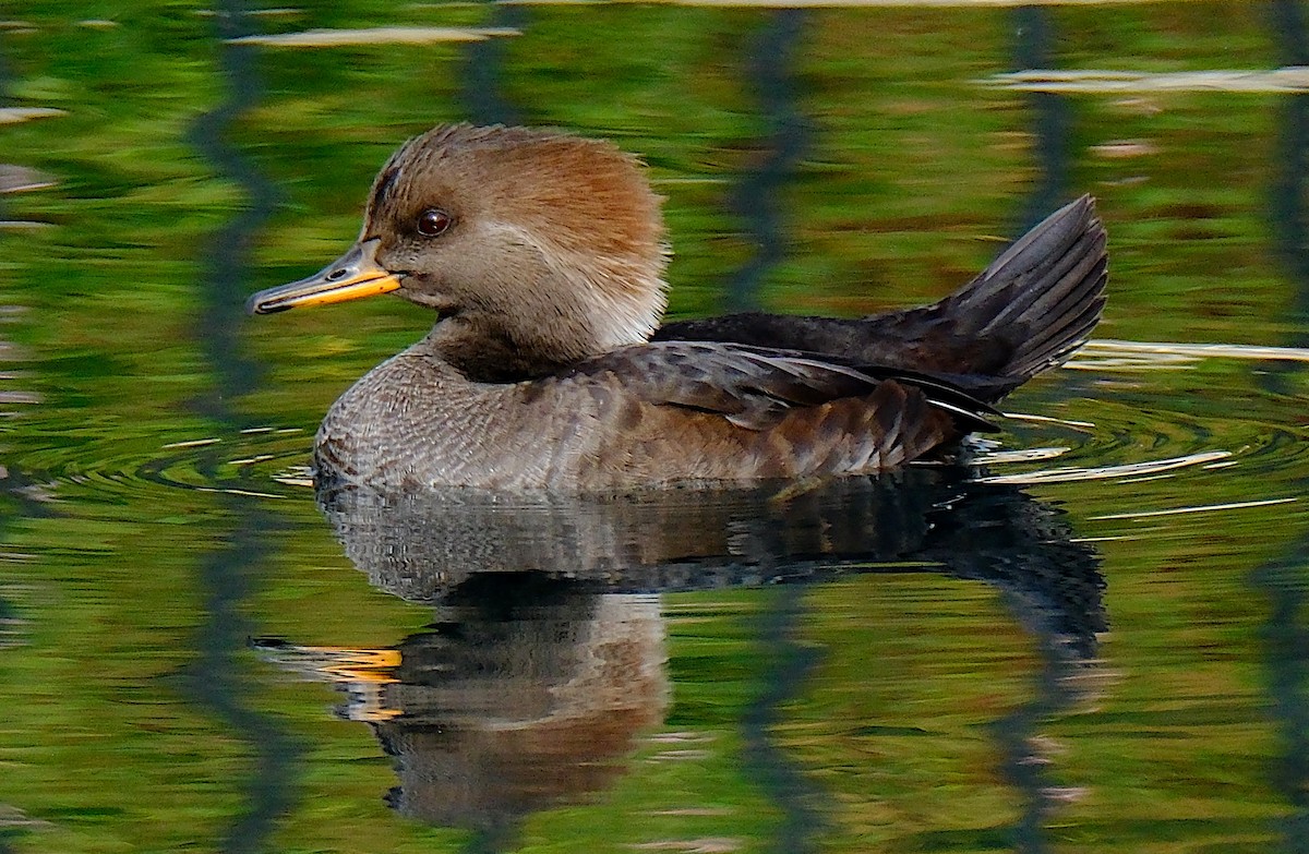 Hooded Merganser - ML626391336