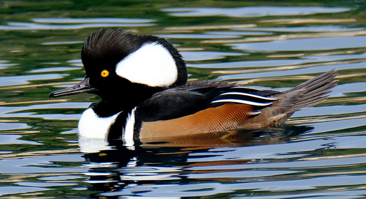 Hooded Merganser - ML626391337