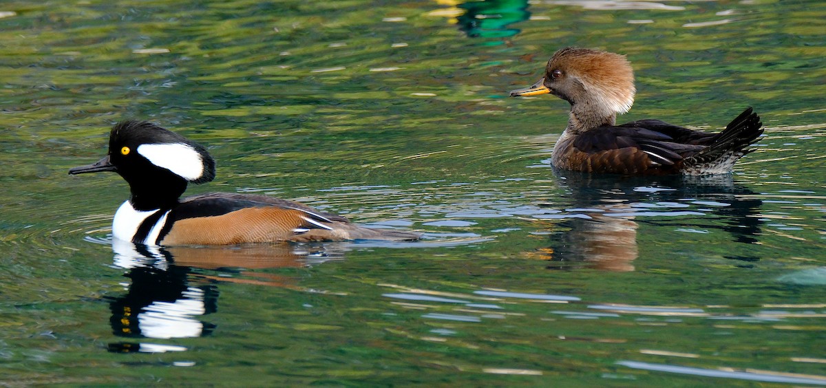 Hooded Merganser - ML626391338