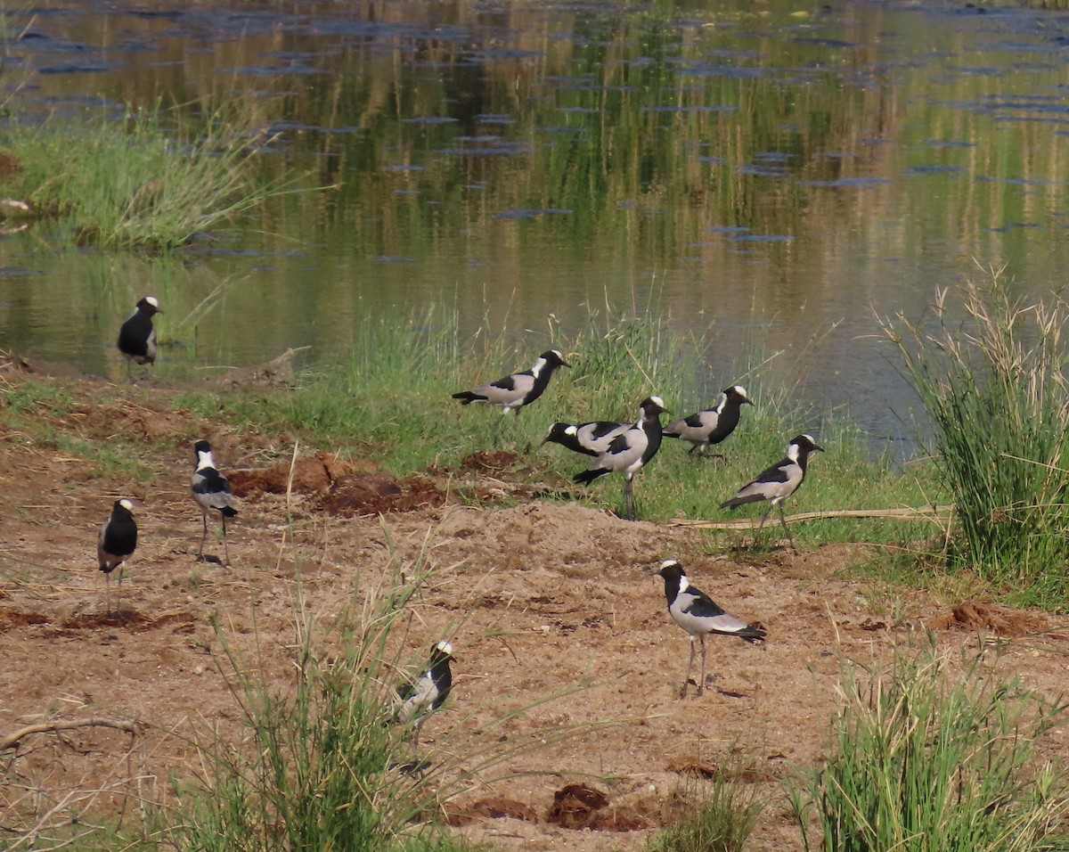 Blacksmith Lapwing - ML626391387