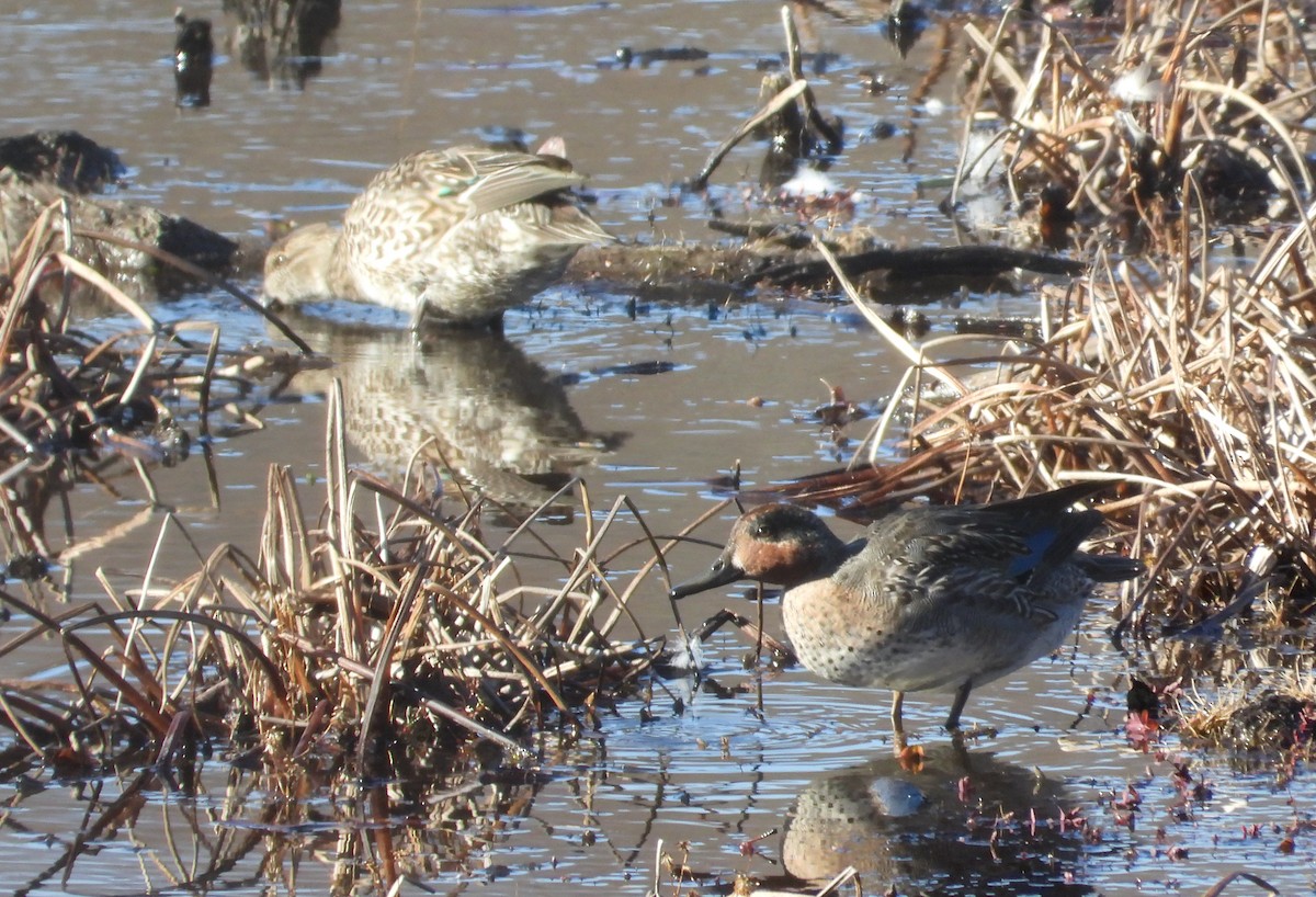 Ногоохон нугас - ML626391486