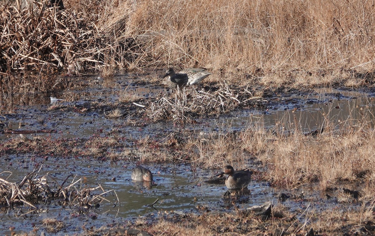 Ногоохон нугас - ML626391522