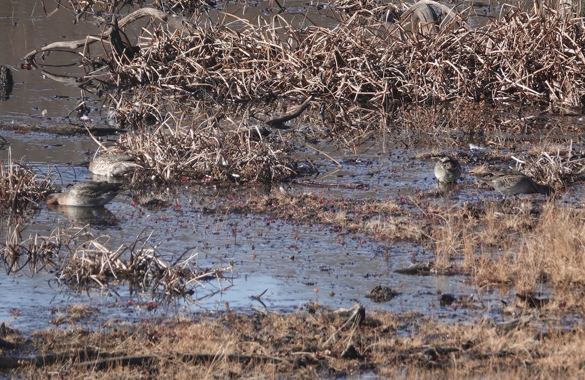 Ногоохон нугас - ML626391524