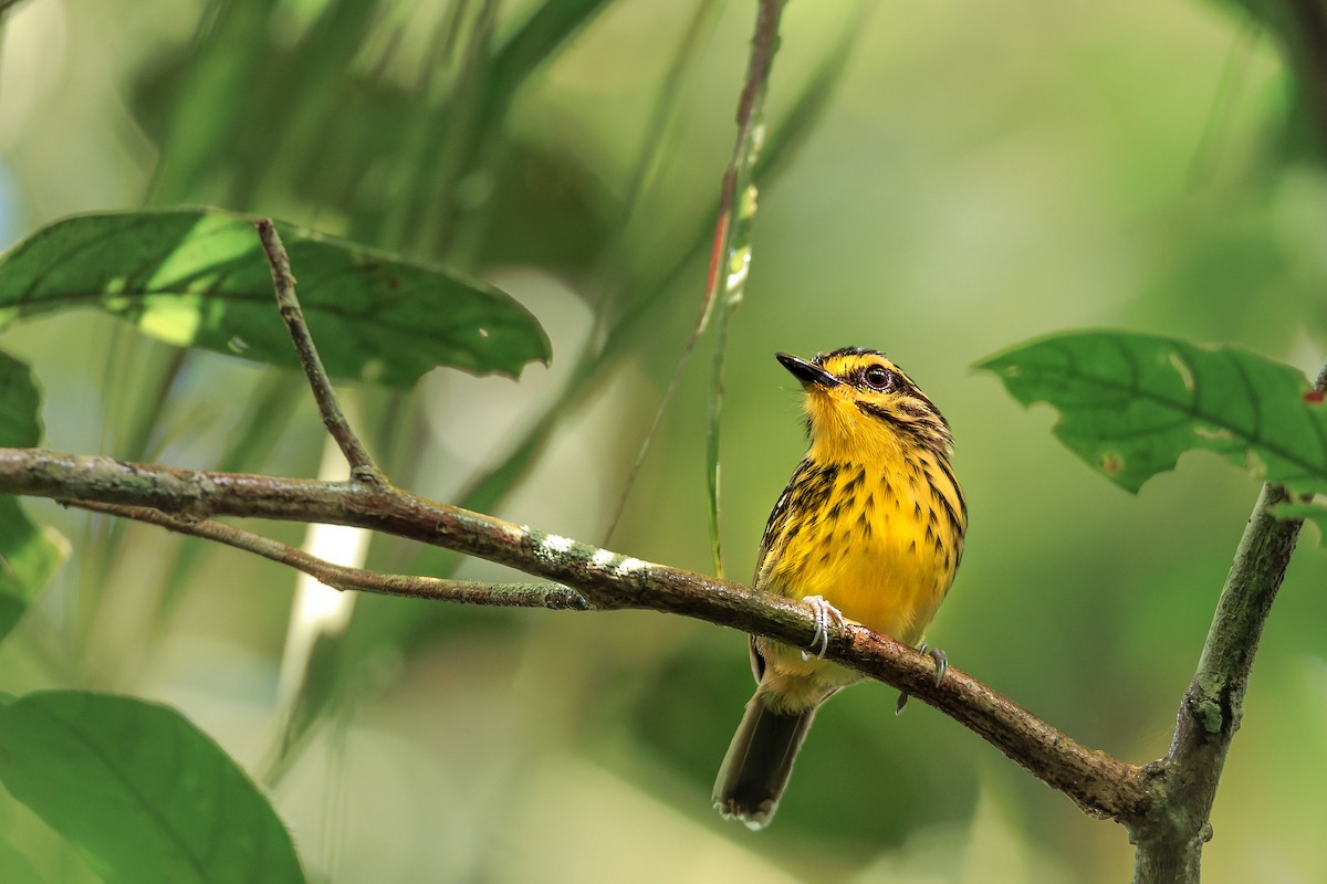 Yellow-browed Antbird - ML626391938