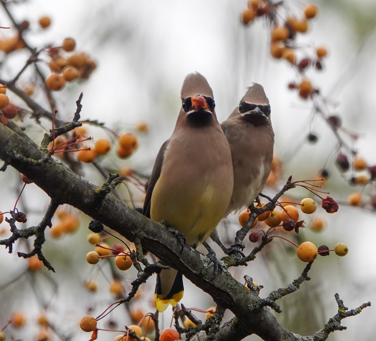 Cedar Waxwing - ML626392024