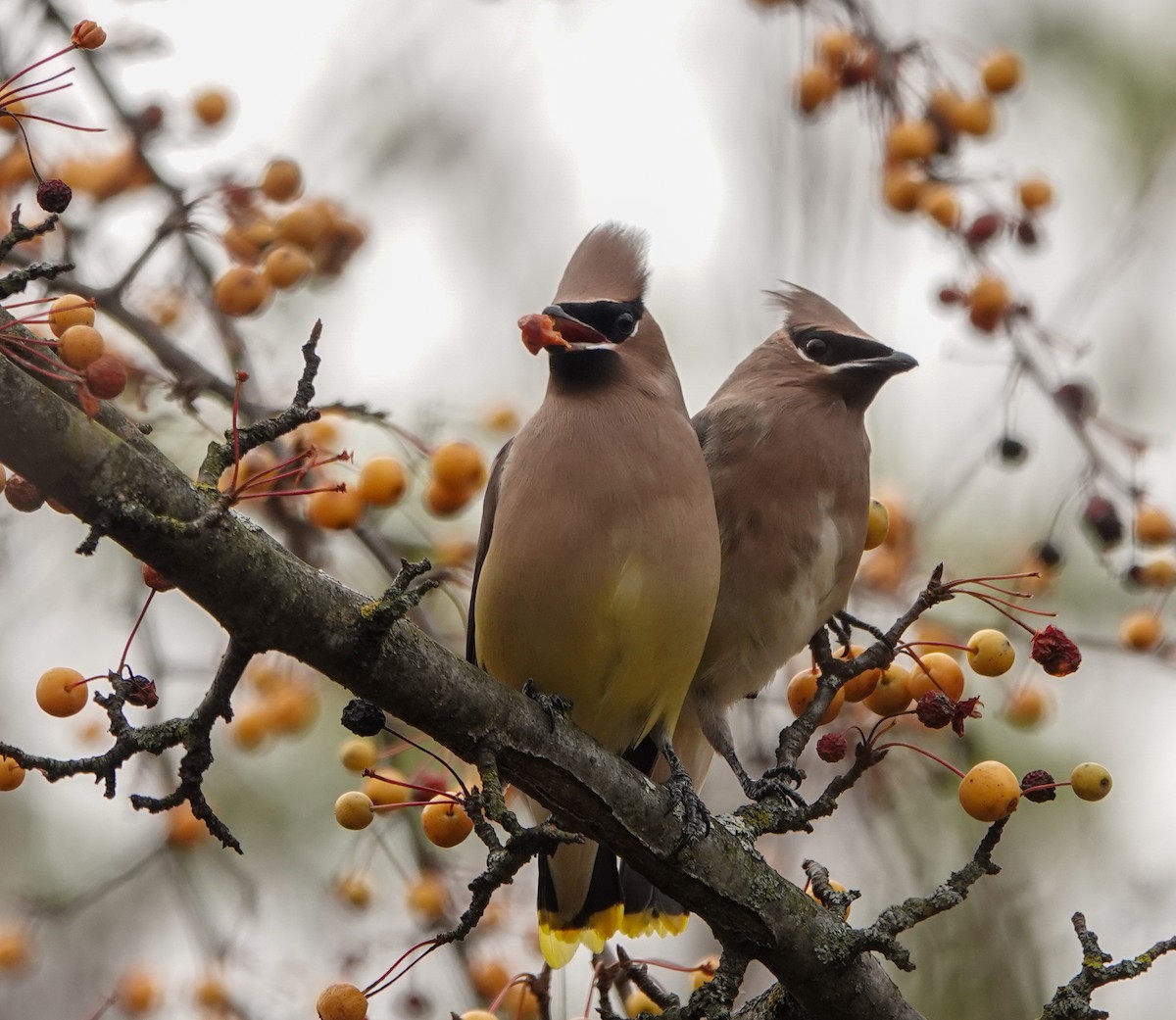 Cedar Waxwing - ML626392025