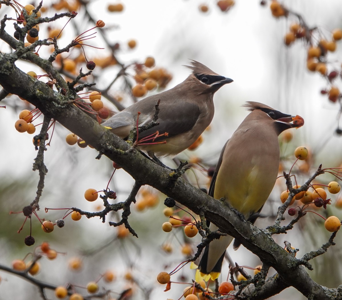 Cedar Waxwing - ML626392026