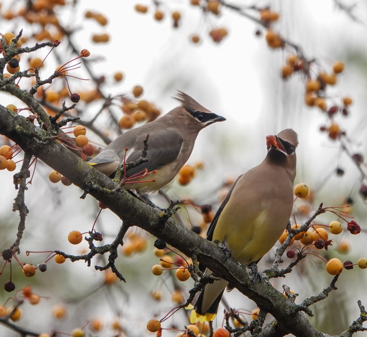Cedar Waxwing - ML626392027