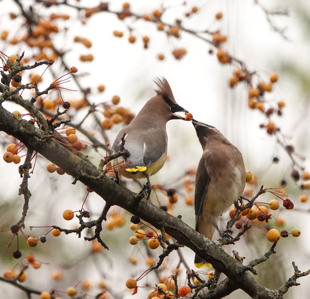 Cedar Waxwing - ML626392030