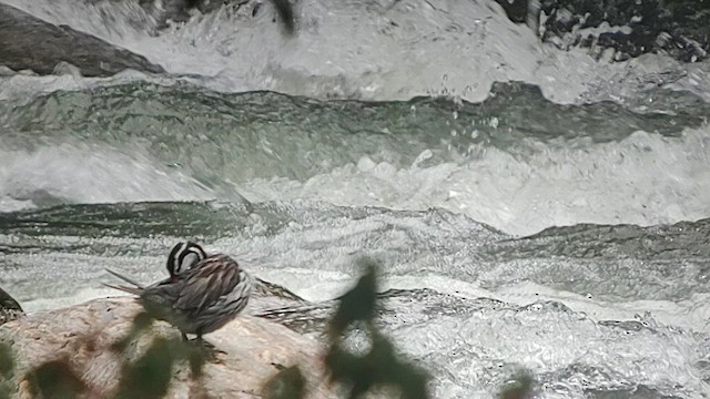 Torrent Duck - ML626392420