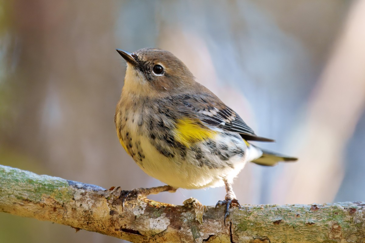 Yellow-rumped Warbler (Myrtle) - ML626392562