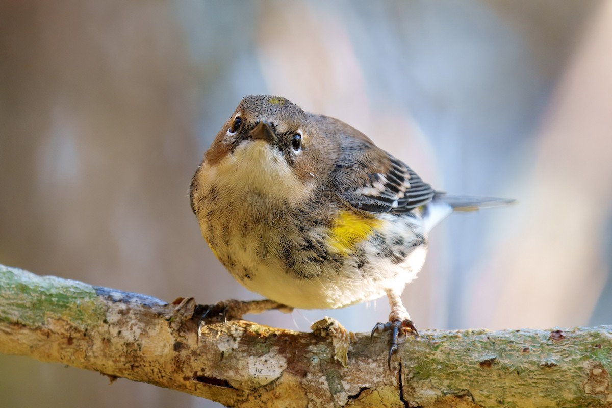 Yellow-rumped Warbler (Myrtle) - ML626392563