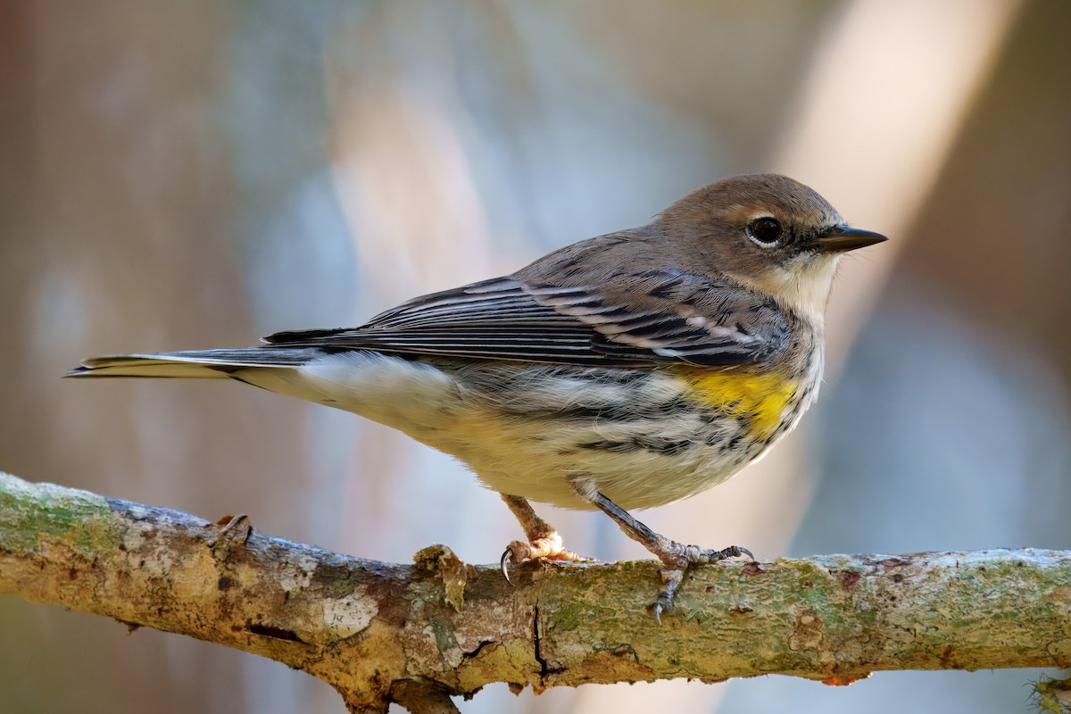 Yellow-rumped Warbler (Myrtle) - ML626392564