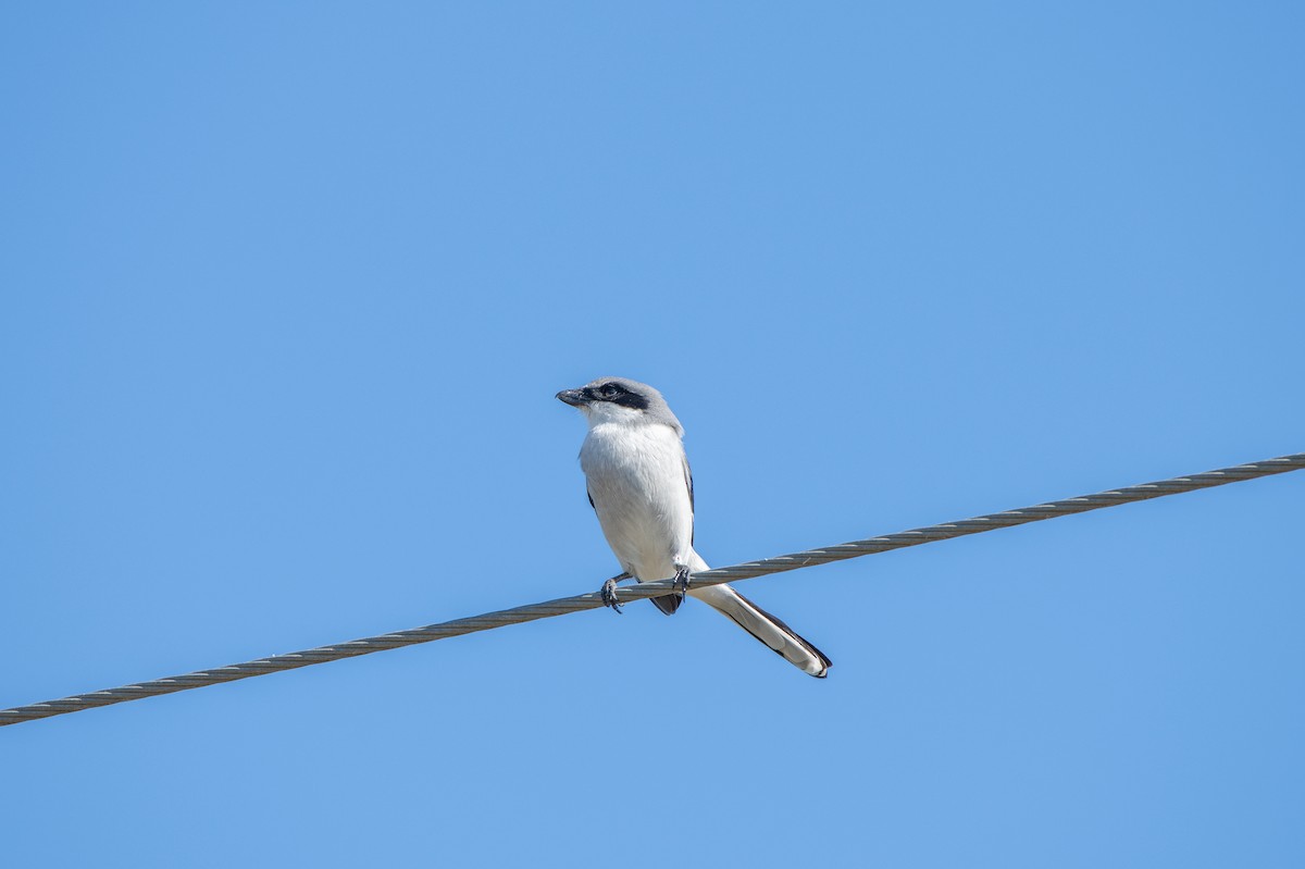 Loggerhead Shrike - ML626392673