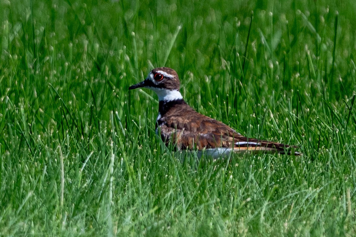 Killdeer - ML626392726