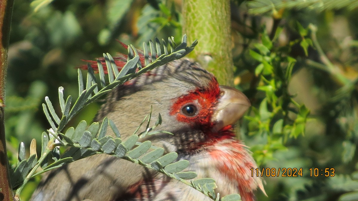 Pyrrhuloxia - ML626392751