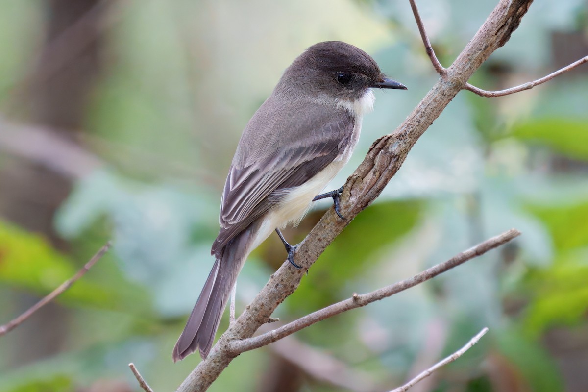 Eastern Phoebe - ML626392839