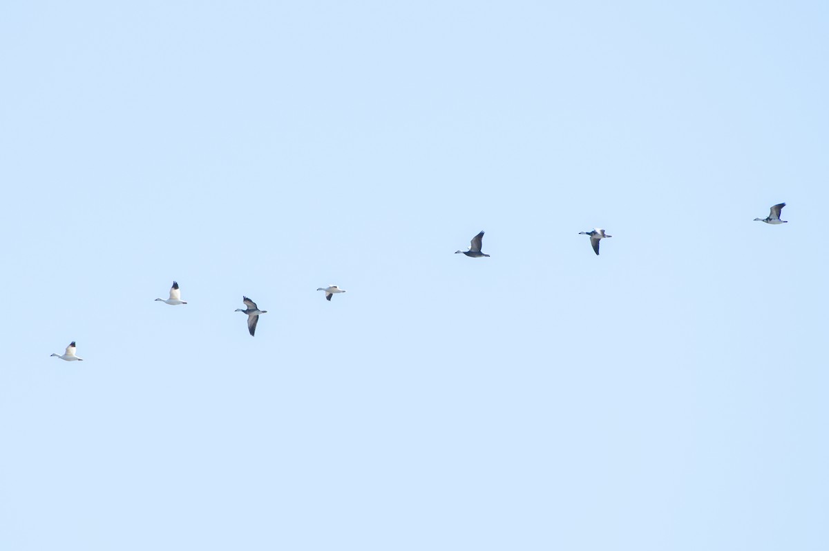 Snow Goose - ML626392877