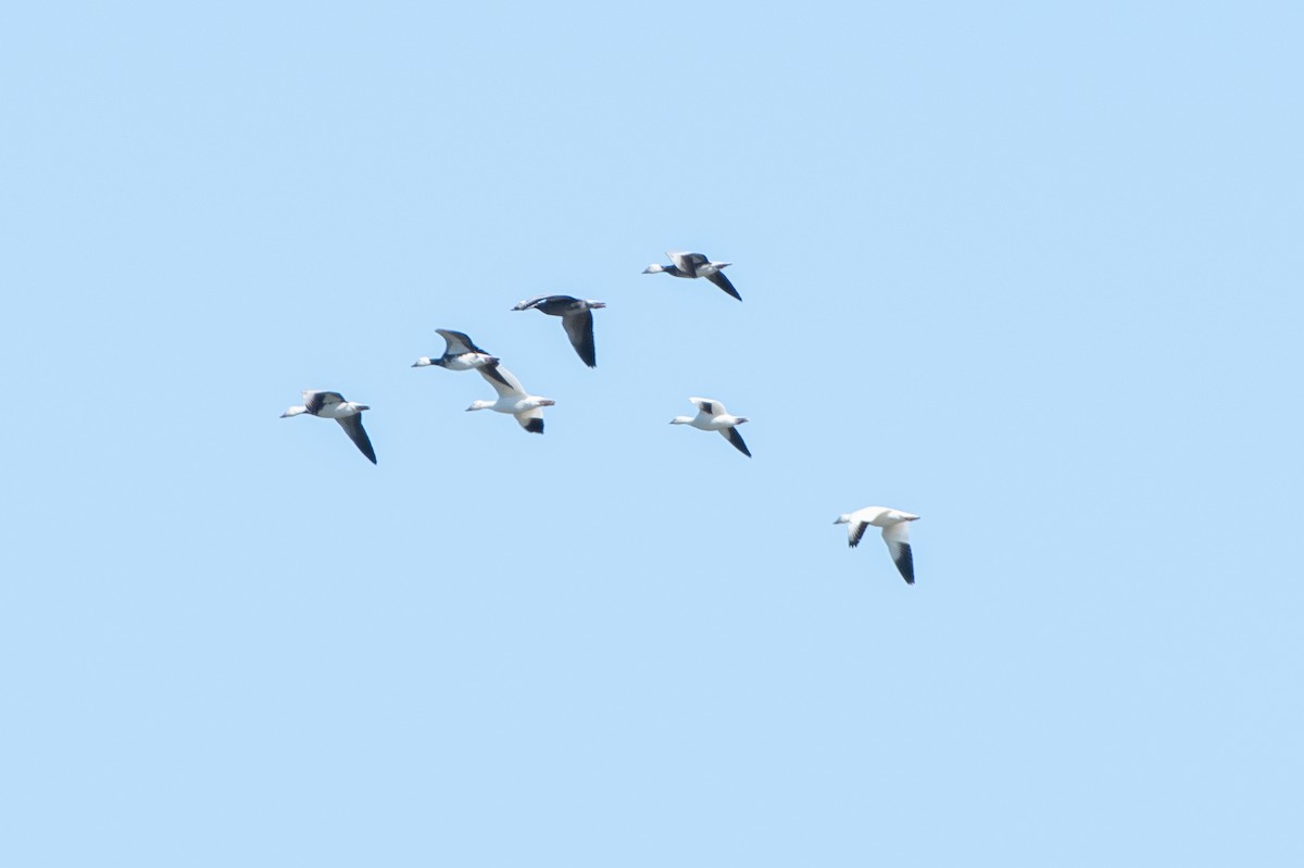Snow Goose - ML626392878