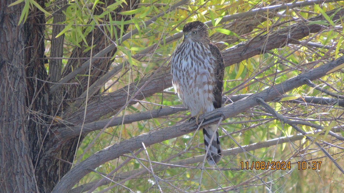 Cooper's Hawk - ML626392879