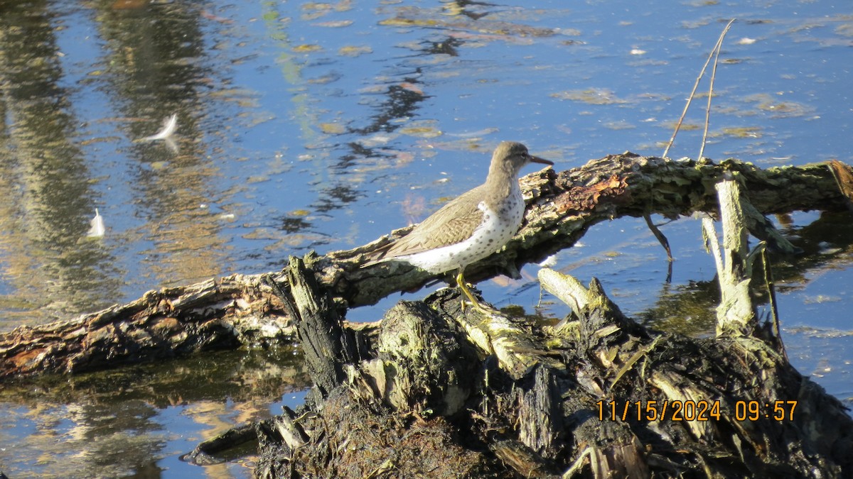 Spotted Sandpiper - ML626392950
