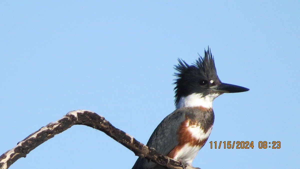 Belted Kingfisher - ML626392970
