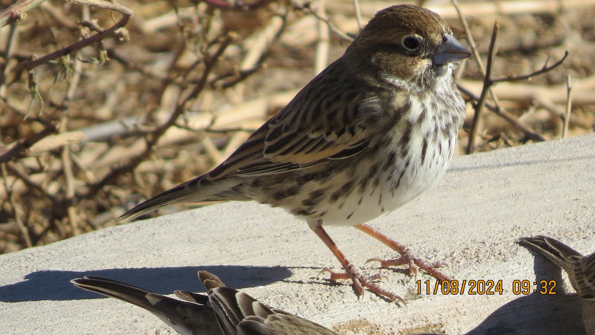 Lark Bunting - ML626393049